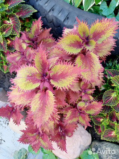 Срезы колеусов