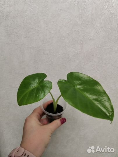 Алоказия арма