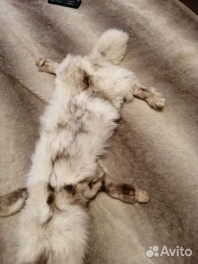 Воротник из песца