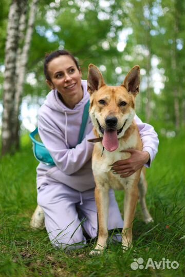 Собаки бесплатно