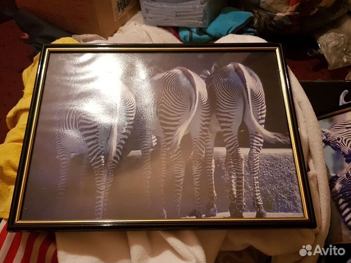 Картины с зебрами