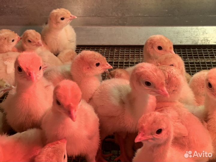 Индюшата биг-6, вылупились 26.04