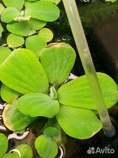 Растения пистия(водная капуста)