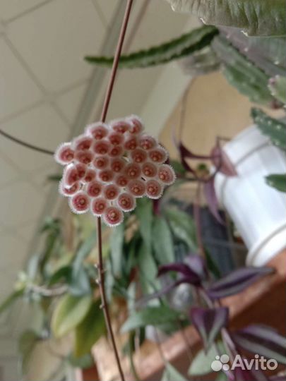 Каланхое рассеченное 