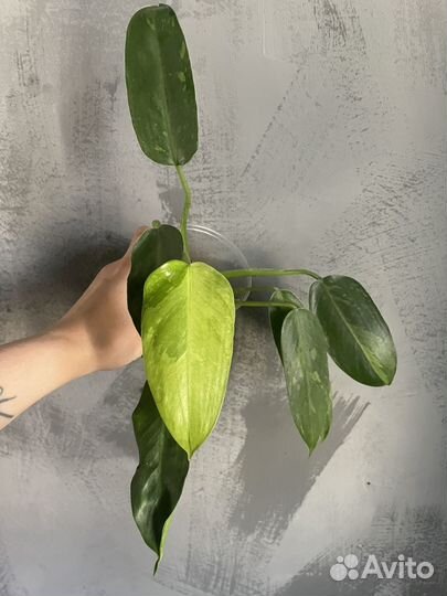 Филодендрон Jose Buono