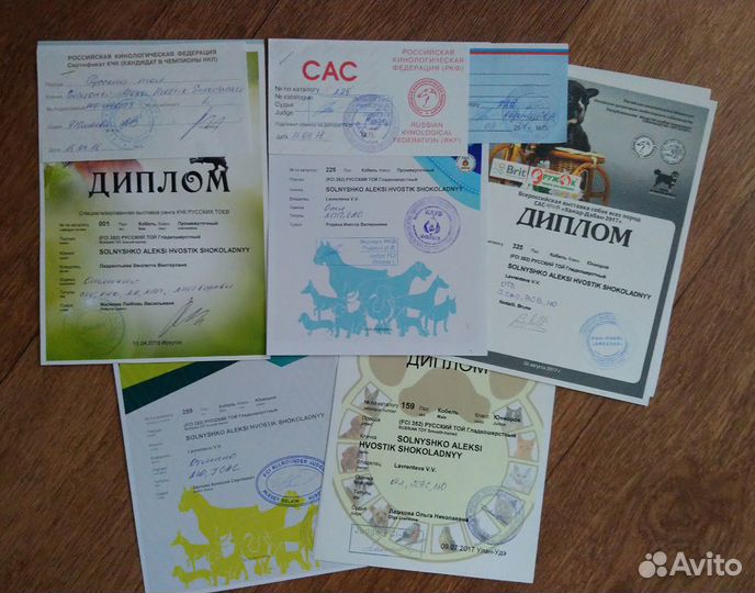 Вязка кобель РКФ