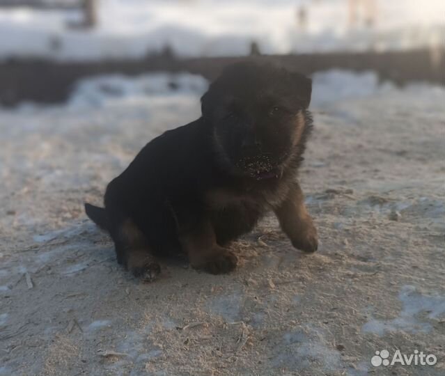 Щенки Немецкой овчарки