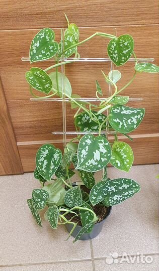 Сциндапсус-Эпипремнум