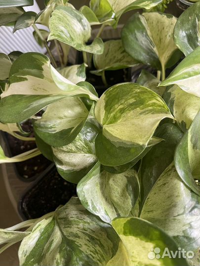 Эпипремнум хэппи Лиф,сциндапсус золотистый ирк,анг