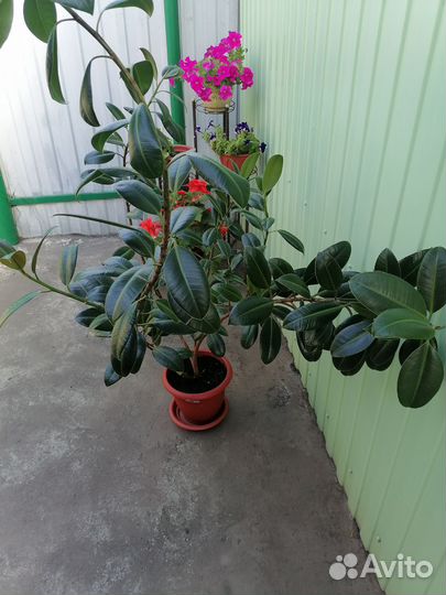 Цветок фикус