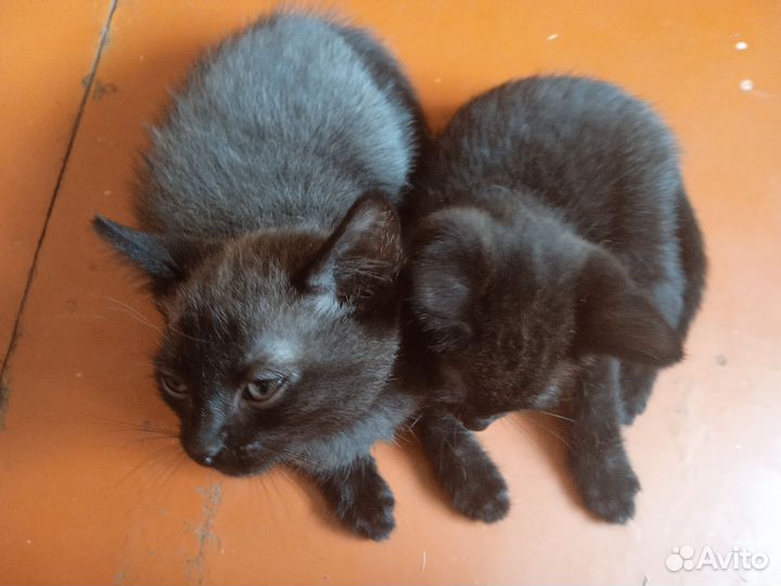 Котята котики-мышеловы