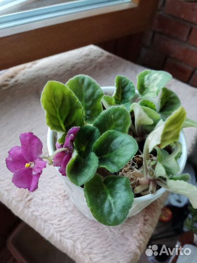 Фиалка в горшках