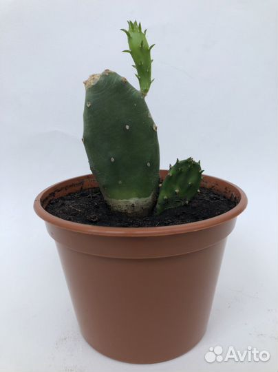 Кактус опунция