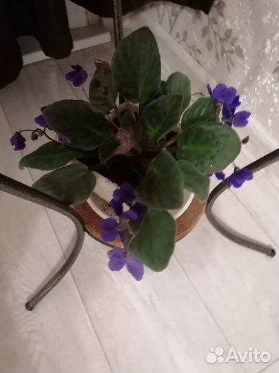 Фиалка фиолетовые цветы без горшка