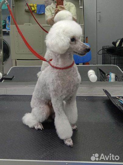 Стрижка собак и кошек тримминг