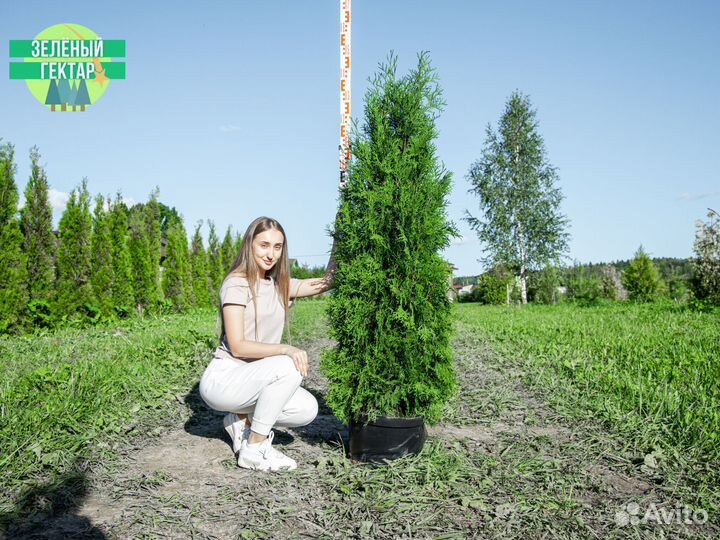 Туи колумна 1,4 м свежая копка 2023