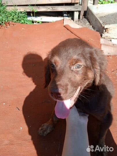 Собака в добрые руки отдам бесплатно