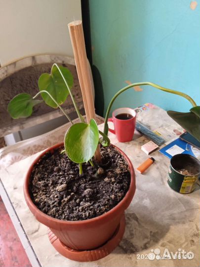 Монстера с горшком