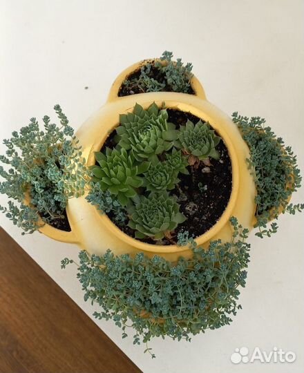 Суккуленты