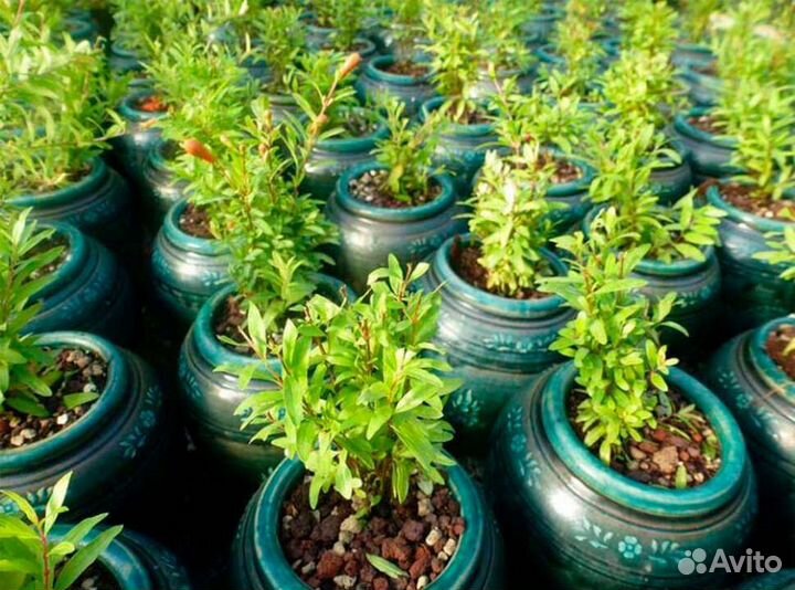 Ростки гранатового дерева