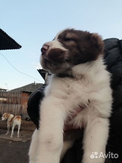 Щенки сао алабай