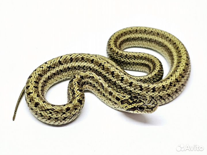 Узорчатый полоз