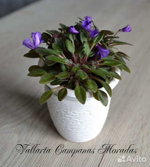 Детки мини и полумини фиалок