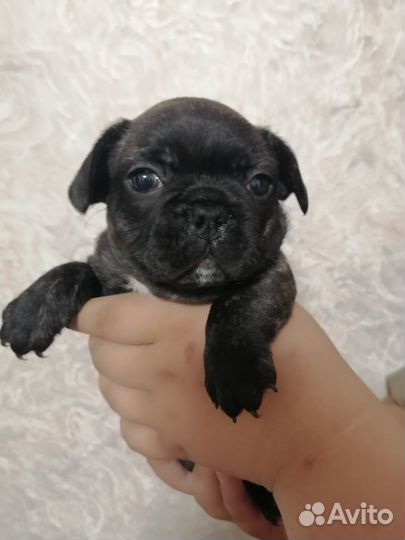 Щенки французского бульдога