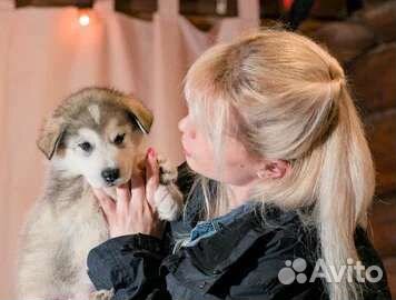 Аляскинский маламут