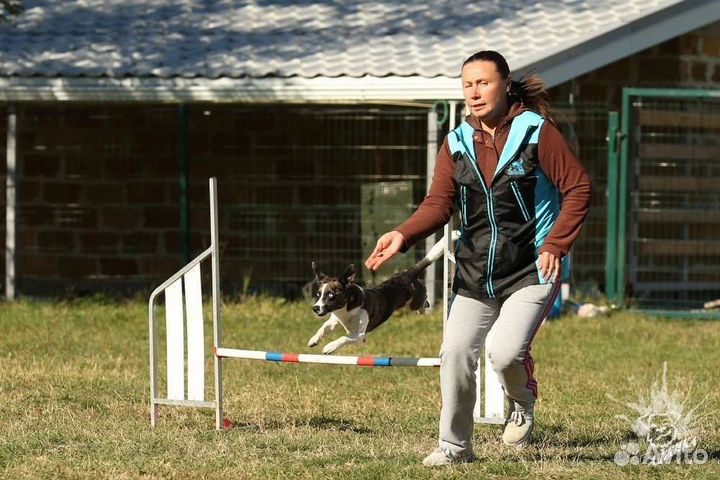 Дрессировка собак кинолог