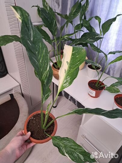 Спатифиллум домино и gemini