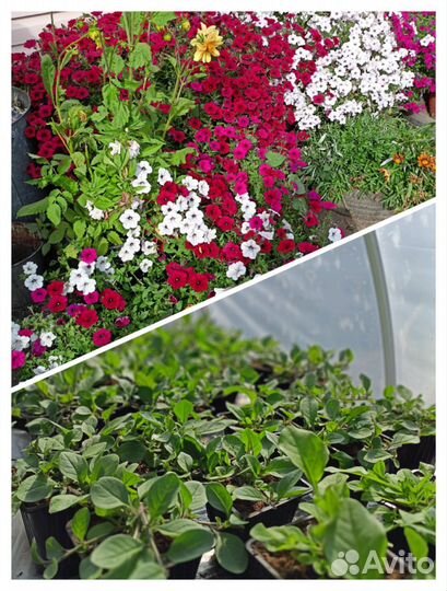 Растения для сада