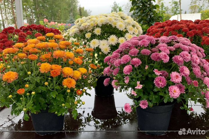 Хризантема мультифлора