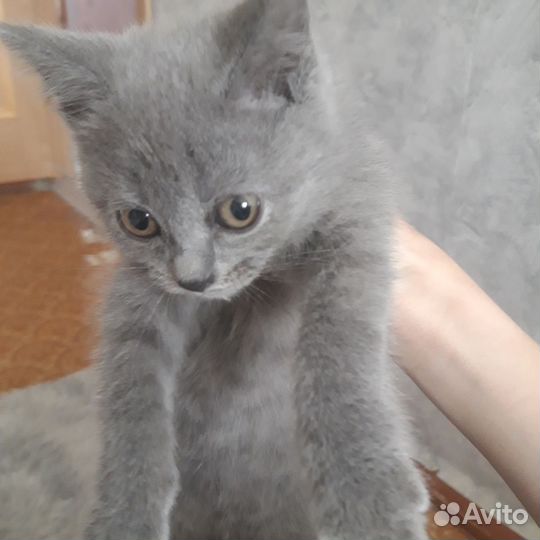Кошка британская