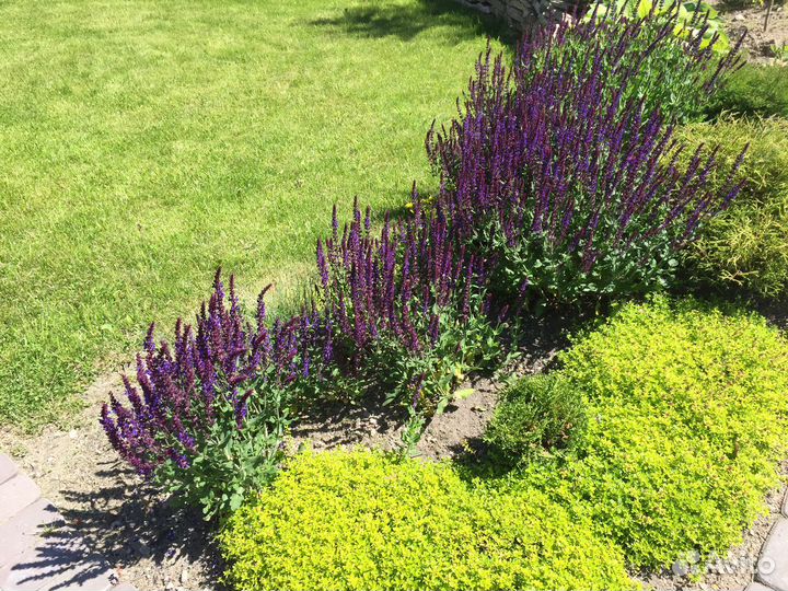 Многолетники