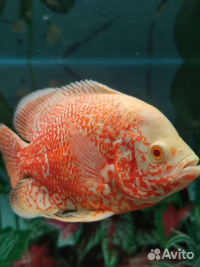 Астронотусы