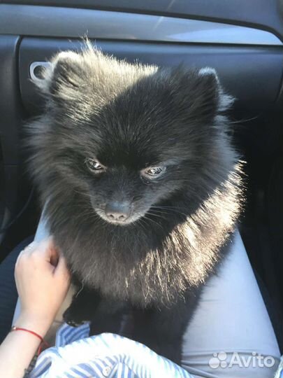 Вязка черный шпиц