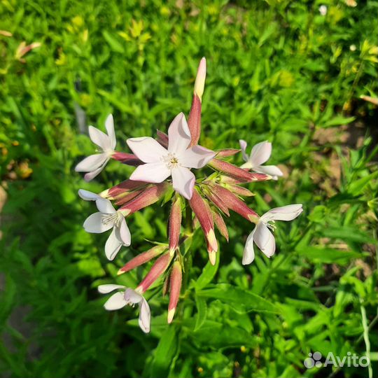 Сапонария (Мыльнянка лекарственная)