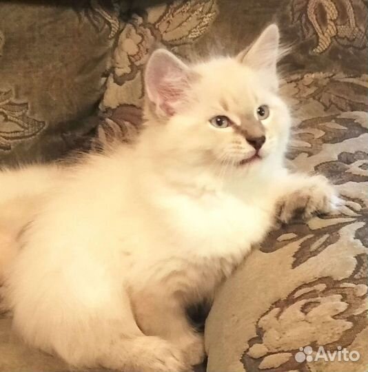 Невский маскарадный кот