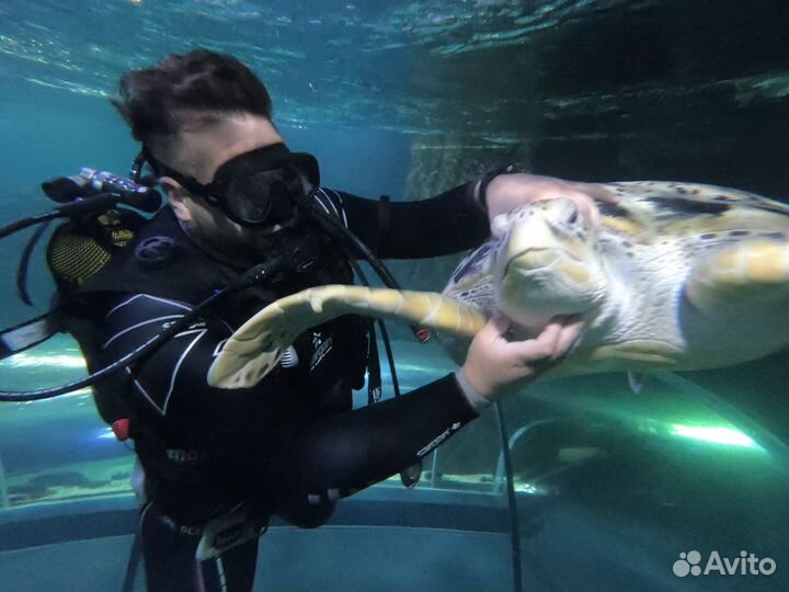 Дайвинг в Сочи круглый год