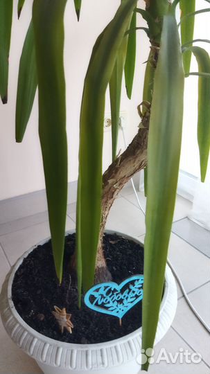 Пальма юкка