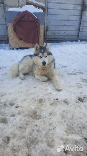 Сибирский хаски