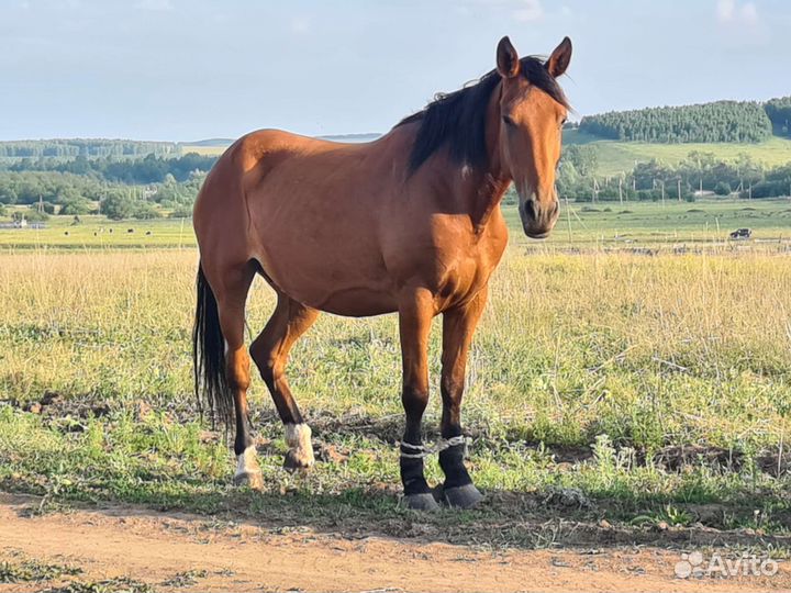 Продается лошадь