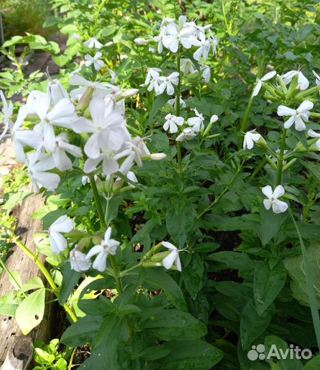 Лилейники, ирисы, хосты