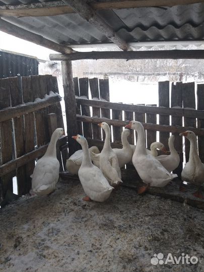 Гуси на племя линда горбоносая