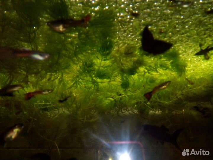 Рыбки гуппи 20