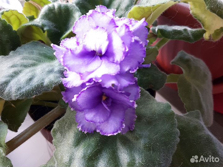 Фиалка сортовая