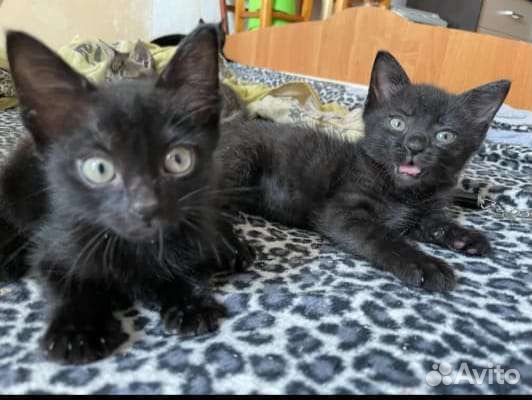 Ваш котёнок