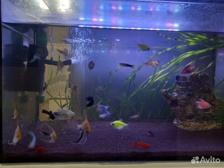 Аквариумные рыбки