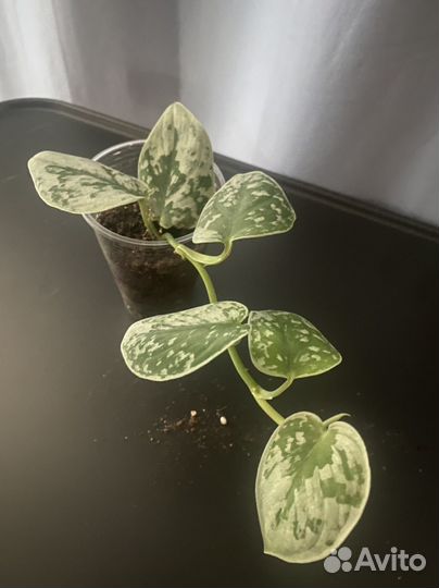 Дисхидия русифолия, сциндаптус сильвер эн